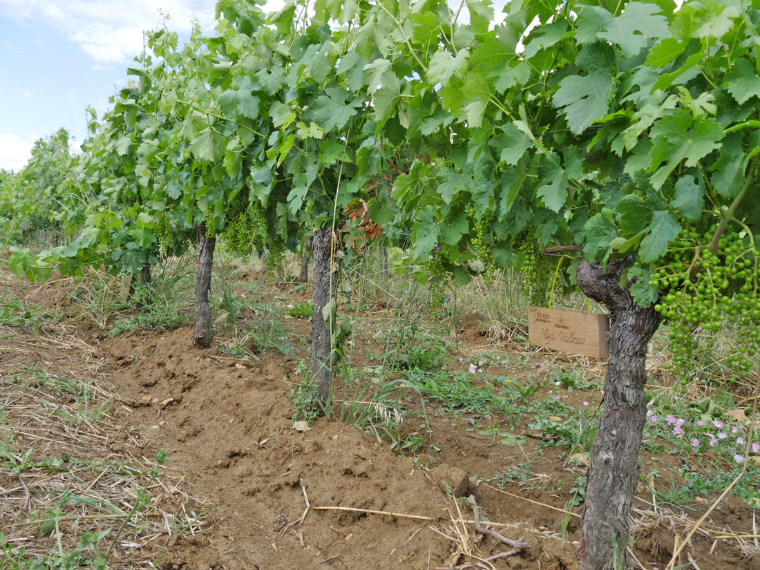 Виноградник на урожай